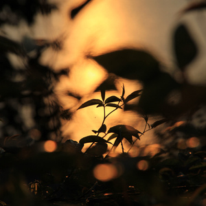 校草每天都要被爸爸管教by中元节
